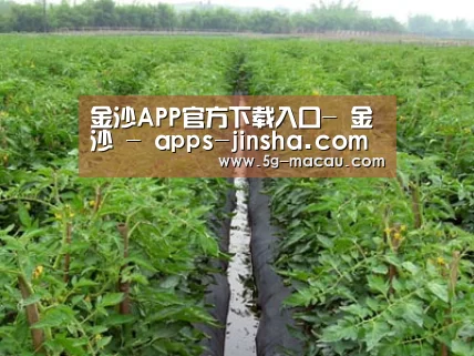 种植基地三